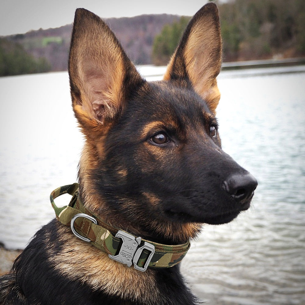Dog Collar German Shepard Medium Large Dog Collars